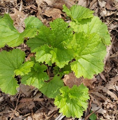 Arnoglossum reniforme