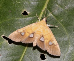 Nosophora semitritalis