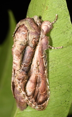 Disphragis salona