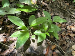 Struchium sparganophorum