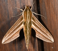Xylophanes titana