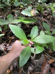 Struchium sparganophorum