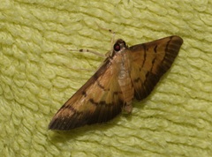 Omiodes pernitescens