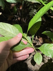 Struchium sparganophorum