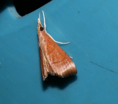 Hemiscopis sanguinea