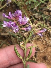 Astragalus distortus engelmannii