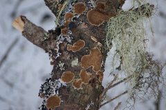 Steccherinum collabens