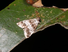Salma ridiculalis