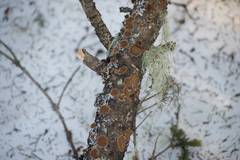 Steccherinum collabens