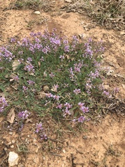 Astragalus distortus engelmannii