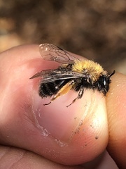 Andrena clarkella
