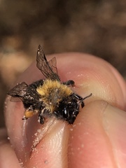 Andrena clarkella