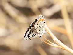 Euphilotes enoptes dammersi