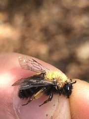 Andrena clarkella