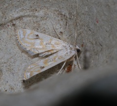 Parapoynx diminutalis