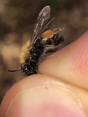 Andrena clarkella