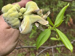 Exobasidium symploci