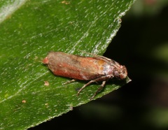 Ptyomaxia swinhoeella