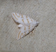 Patissa fulvosparsa