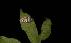 Glyphodes actorionalis