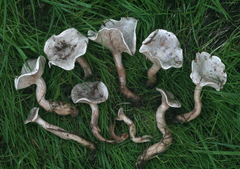 Clitocybe dealbata