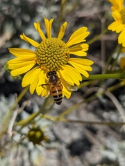 Apis mellifera