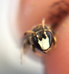 Hylaeus
