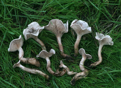 Clitocybe dealbata
