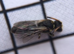 Hylaeus