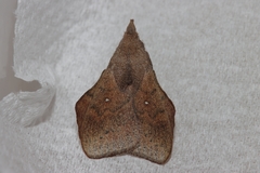 Leipoxais peraffinis