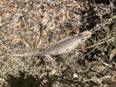 Bradypodion occidentale