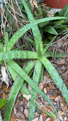 Aloe × commutata