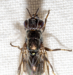Senopterina foxleei