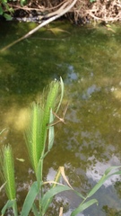 Tipulinae