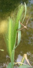 Tipulinae