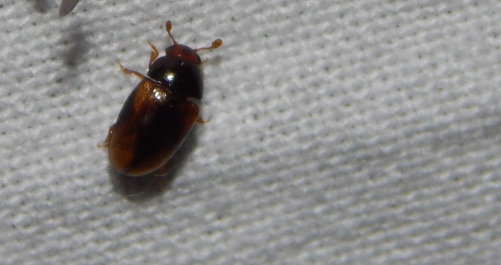 Pseudamblyscelis