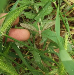 Tipulinae