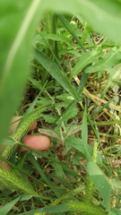 Tipulinae