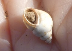 Bithynia tentaculata