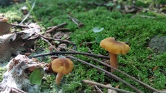 Cantharellus appalachiensis
