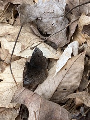 Erynnis brizo