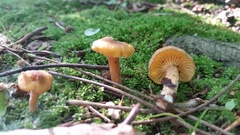 Cantharellus appalachiensis
