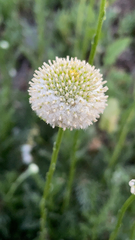 Lasiospermum bipinnatum