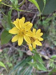 Bidens reptans