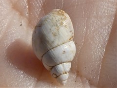 Bithynia tentaculata