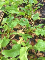 Brassica oleracea viridis