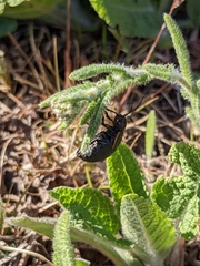 Arima marginata