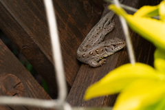 Lacerta agilis