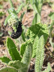 Arima marginata