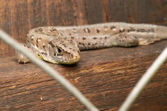 Lacerta agilis